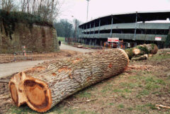 Abattage des arbres proches du stade Grimonprez 