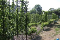 Jardin Fruitier 03