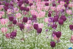 Parc Jean Lebas 03