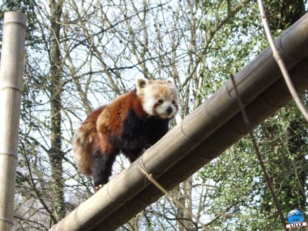 Zoo de Lille