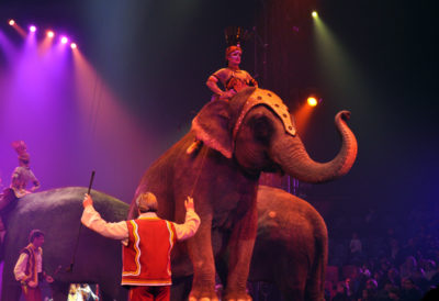 Elephants
