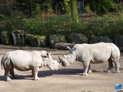 art_zoo05