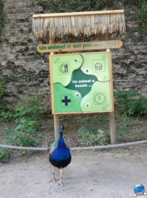art_zoo12