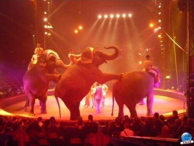 article_cirquegruss2010_04