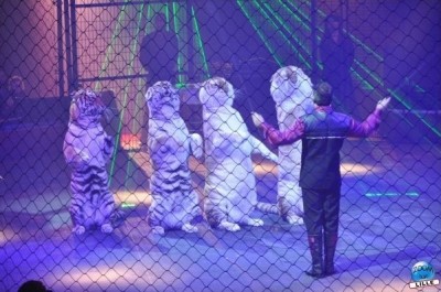 Copyright : Zoom Sur Lille / Tigres article_cirquegruss2011_04