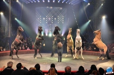 article_cirquegruss2013_03