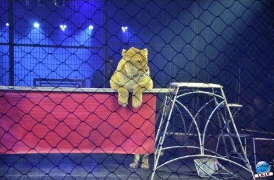 article_cirquegruss2013_05