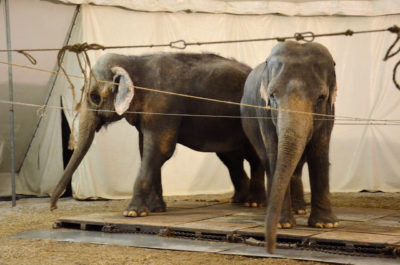 Copyright : Zoom Sur Lille / 2 éléphantes du Cirque Arlette Gruss