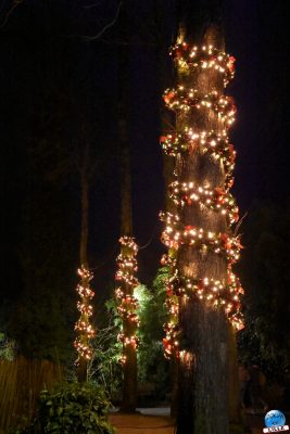 Copyright : Zoom Sur Lille / Guirlande dans les arbres