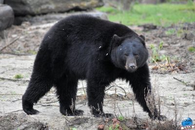 Copyright : Zoom Sur Lille / Ours noir