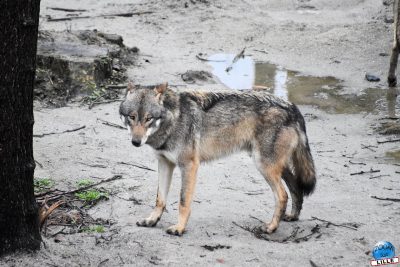 Copyright : Zoom Sur Lille / Loup