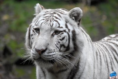 Copyright : Zoom Sur Lille / Tigre Blanc