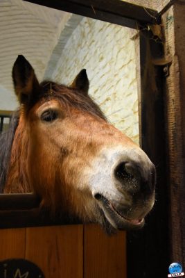 Copyright : Zoom Sur Lille / Cheval