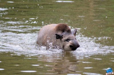 Copyright : Zoom Sur Lille / Tapir