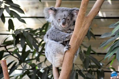Copyright : Zoom Sur Lille / Koala