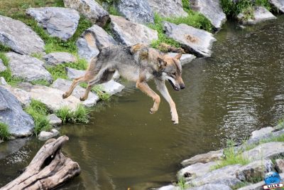 Copyright : Zoom Sur Lille / Loup Gris