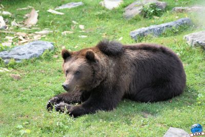 Copyright : Zoom Sur Lille / Ours Brun