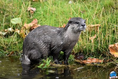 Copyright : Zoom Sur Lille / Loutre