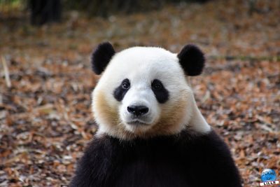 opyright : Zoom Sur Lille / Panda Géant