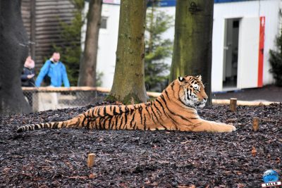 Copyright : Zoom Sur Lille / Tigre de Sibérie