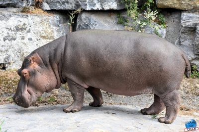 Copyright : Zoom Sur Lille / Hippopotame
