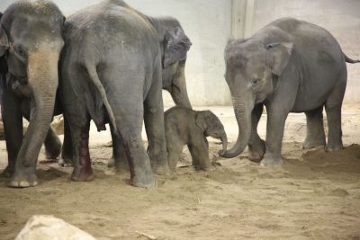Copyright : DR - Pairi Daiza / Sayun - Éléphant d'Asie