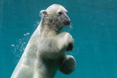 Copyright : DR - Pairi Daiza / Ours Blanc