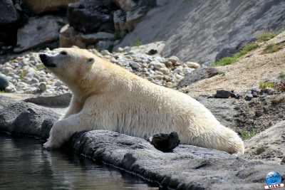 Copyright : Zoom Sur Lille / Ours Blanc