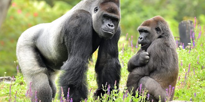 Trois gorilles quitteront Pairi Daiza à la mi-mai