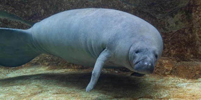 Pairi Daiza a accueilli ses 2 premiers lamantins dans les bassins d&rsquo;Edenya