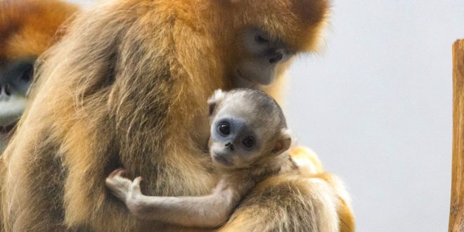 Deuxième naissance d&rsquo;un Singe Doré à Pairi Daiza
