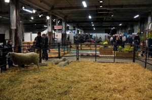 Salon Animavia 2017 - 18