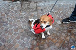 Braderie 2017 - 13