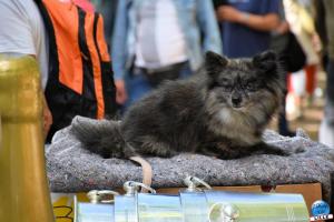 Braderie de Lille 2025 - 14