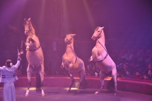 Cirque Arlette Gruss 2011
