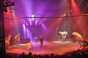 Cirque Arlette Gruss 2011