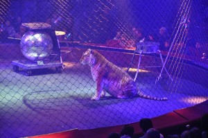 Cirque Arlette Gruss 2011