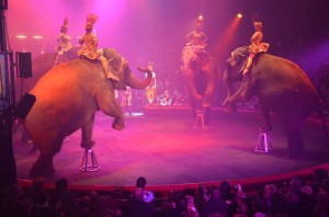Cirque Arlette Gruss 2012
