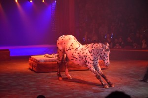 Cirque Arlette Gruss 2012