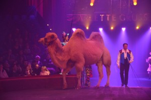 Cirque Arlette Gruss 2013