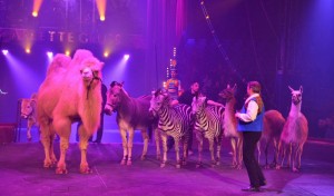 Cirque Arlette Gruss 2013