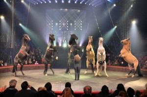 Cirque Arlette Gruss 2013