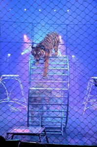 Cirque Arlette Gruss 2013