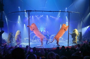 Cirque Arlette Gruss 2013