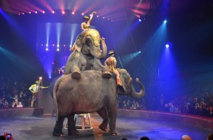 Cirque Arlette Gruss 2013