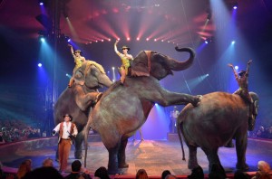 Cirque Arlette Gruss 2013