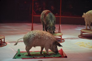 cirque_53_20140320_1415234297