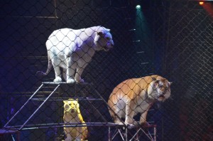 cirque_67_20140320_1437300938