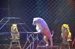 cirque_68_20140320_1247989090