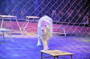 Cirque Arlette Gruss 2015 36